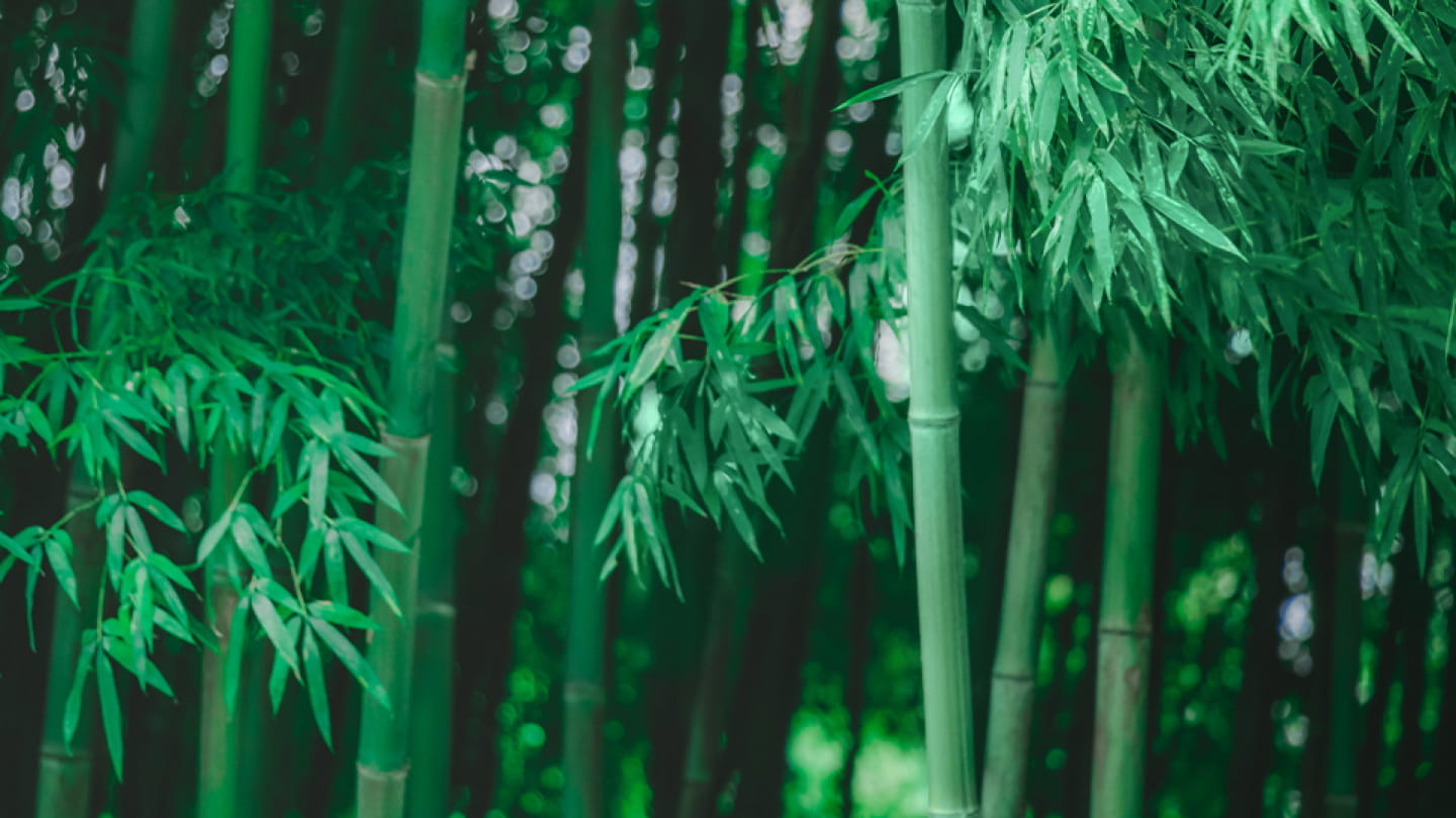 प्लांट फाइबर अनुसंधान और विकास